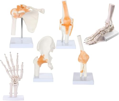 Modèles anatomiques d'articulations humaines pour expliquer les mouvements aux étudiants