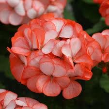 Orange Ice Geranium Flower Seed 50 Stratified Seeds