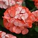 Orange Ice Geranium Flower Seed 50 Stratified Seeds