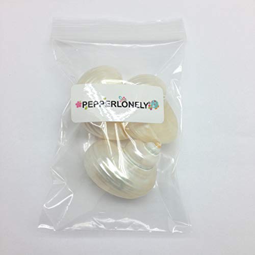 Image of PEPPERLONELY 3 PC Natural Large Pearlized Silver Mouth Turbo, Hermit Crab Shells, 2 Inch ~ 2-3 /4 Inch
