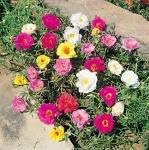 100 Portulaca Double Moss Rose Seeds