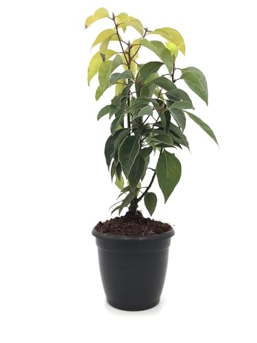 Image of Healthy Vibe Exquisite Kapur Plant - A Verdant Addition to Your Green Oasis Cinnamomum camphora, Kapur - Plant