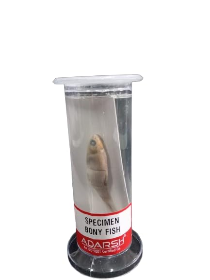 Zooloy Specimen Bony Fish in Acrylic Jar Used For Teaching Purpose School & College/Specimen Cockroach in Acrylic Jar/Specimen for Educational Exploration & Kids Science Education (BONY FISH)-picture-18