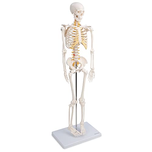 Cranstein A-131 Mini squelette modèle anatomique avec colonne vertébrale flexible 85 cm Cover