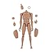F Fityle 1/6 échelle Action Figure Homme Muscle Musculaire Étroite Épaule Corps Figure Flexible Joints des Croquis Poupée Jouets pour HT Barrage
