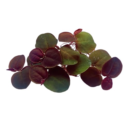70+ Leaves Red Root Floaters Live Aquarium Plant/Floating/Easy to Grow/for Fresh Water/Aquascaping Nano Tank (Phyllanthus Fluitans)