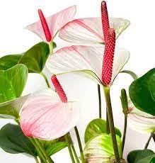 Anthurium seeds,High germination (10 seeds)-picture-19