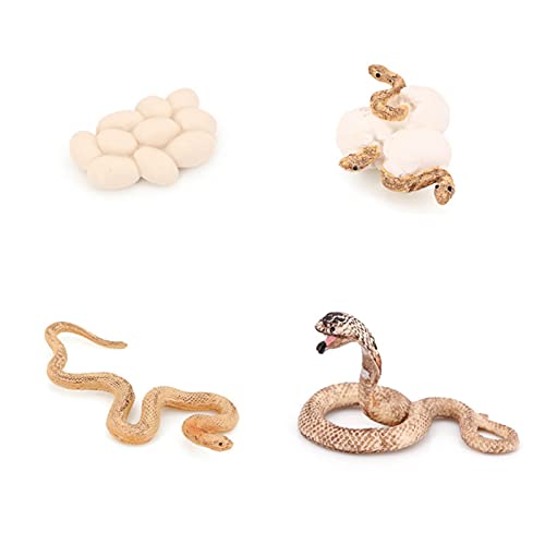 Hvogvok Cobra Growth Cycle, Animal Growth Cycle Biological Model Toys, Growth Stage Lifelike Cobra Life Cycle Model Toy Set for Kids Education Insect Themed Party Favors