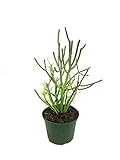 Pencil Cactus - Live Plant in a 6 Inch Pot - Euphorbia Tirucalli - Beautiful Indoor Outdoor Succulent Houseplant