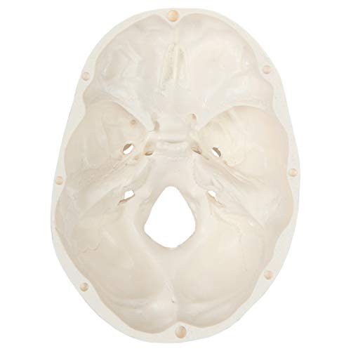 Miniature Human Skull Model, 3.5" Tall 3-Part Anatomical Mini Human Skull Model with Removable Skull Cap and Moving Jaw, Realistic Skull Anatomy Model Includes Detailed Product Manual, Axis Scientific - Thumbnail 6