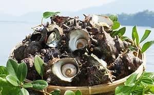 コリ旨!獲れたて鮮度 島獲れ活サザエ1.0kg満足セット - 磯の香りと海の恵みを食卓へ 冷蔵便 サザエ 栄螺 貝 海鮮 BBQ さざえご飯 壺焼き 刺身 バーベキュー ギフト お中元 御中元 島サザエ 新鮮 天然