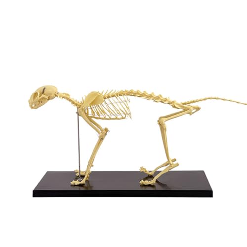 UIGJIOG Animal Cat Skeleton modelo anatómico de anatomia de esqueleto de gato, espécime anatómico de ossos de gato 64 x 20 x 30 cm montado à mão para ensino veterinário