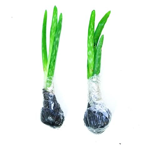 2 Aloe Vera Seedles Natural Easy to Plant Succulent Viable Garden Plant Seedlings for Balcony - Aloe Seeds Cover