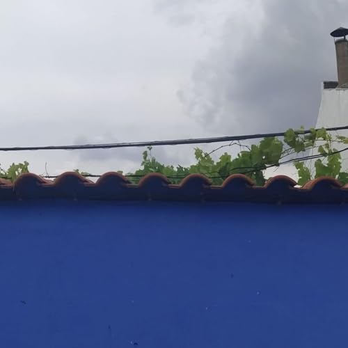 El bosque habitado - &iquest;C&oacute;mo vai o mundo? Lo p&uacute;blico esencial, con Jaime Izquierdo - 15/02/26