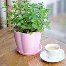SelfLine | Peppermint Plant, Outdoor Plant (B0B6CNY8T1) Amazon Price History, Amazon Price Tracker