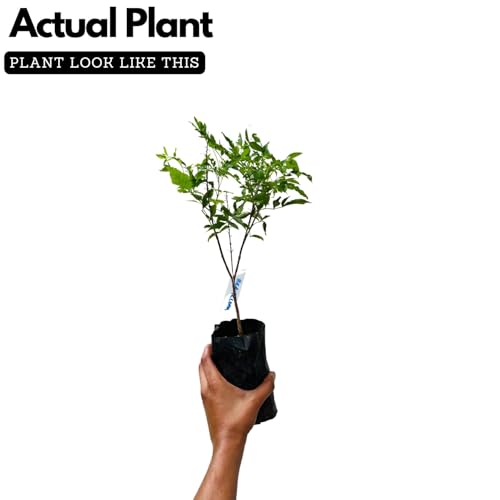 Image of Red Tecoma /Tikoma Flower Plant With Pot - For Garden Outdoor live Healthy Plant With Plastic Pot