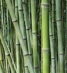 Genipap 50 moso Bamboe Plantenzaden - Afbeelding 3