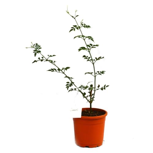 Image of Live Chameli Bel Plant with Pot | Fragrant Jasmine Climbing Vine | Outdoor Flowering Creeper Plant for Home Garden Balcony Terrace