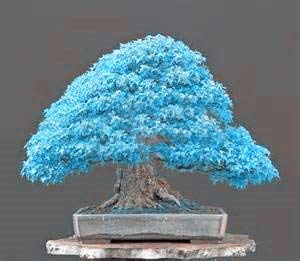 30 Pcs Graines De Bleuet Jardin Fruits Comestibles Bonsaï En Pot