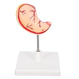 Warmhm Modèle de Stomac Détaillé pour Formation Médicale Modèle pour Enseignement et ...