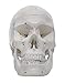 hBARSCI Numbered Human Skull Model - Medical Quality - 3 Parts w/Removable Calvaria, Articulated Mandible, Painted Sutures, 55 Numbered Features - Anatomy Skull, Plastic Skull Replica