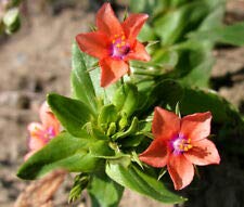 Pimpernel Scarlet Anagallis Monelli - 1,000 Bulk Seeds, Fresh
