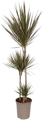 Plant in a Box - Dracaena marginata Bicolor - Dragonnier bicolor ...