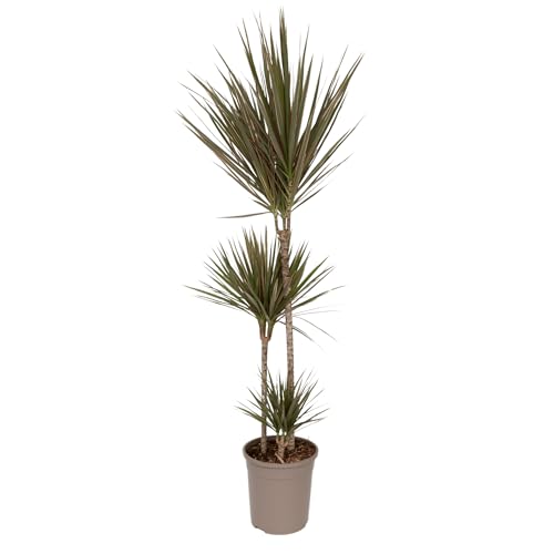 Plant in a Box - Dracaena marginata Bicolor - Dragonnier bicolor - Plante d'intérieur verte - Pot de 24cm - Hauteur de 110-130cm