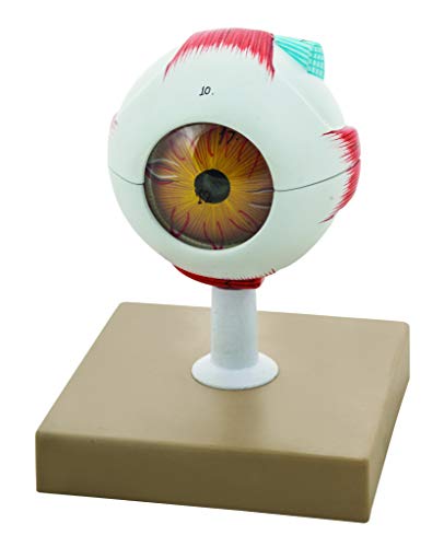 EISCO Human Eye Model