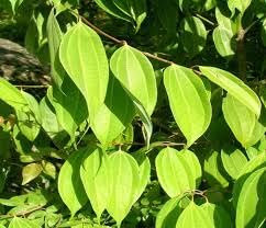 10 Cinnamomum Tamala Seeds, Indian Bay Leaf Seeds, Cinnamomum for Germintaion