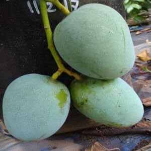 Image of Hatcher Mango Grafted Plant Fruit After 2-3 Years (Pack Of 1 Healthy Live Tree, Height 3 Feet) PB 53