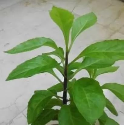 MVKR Live Gurmar - Gudmar Madhunashini Plant I For Diabetic & Sugar Control Plant