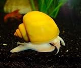 3 Live Gold Mystery Snails Freshwater Aquarium Scraper/Real Living Nano Fish Tank Pet | Glass Clearing Snail | Natural Decor