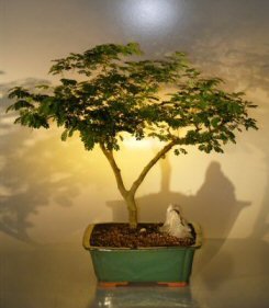 Bonsai Boy's Flowering Brazilian Raintree Bonsai Tree pithecellobium tortum