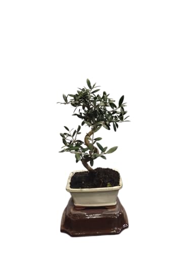 Bonsái de Olivo DECOALIVE - Una Joya Natural para tu Colección