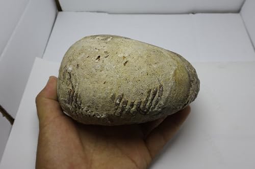 Image of Rare Ammonite Nautilus Ammonite Fossil Fossil from Morocco Fossils Ammonites Fossil Rock A294