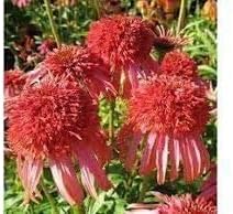 Echinacea Guava Ice (Coneflower) Plant in a 17cm Pot