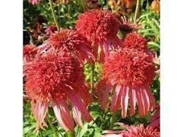 Echinacea Guava Ice (Coneflower) Plant in a 17cm Pot