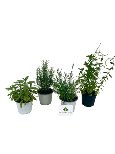 Vengono molto utilizzati in aree a verde e giardini per creare bordure, aiuole o macchie arbustive o coltivati in vaso sui terrazzi.