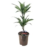Plant in a Box - Dracaena deremensis 'Warneckei' - árbol de serpiente - ø 17cm - Altura 60-70cm