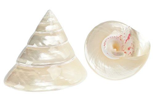 Seashell Supplies Philippines The Best Amazon Price In Savemoney Es