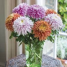 Floriculture Greens Combo Pack Chrysanthemum Multi+ Sweet Peas Flower 2 Seeds pack Home Outdoor Flowering Gardening Seeds (1 set of 2 Chrysanthemum (80 Seeds) + 2 Sweet Peas (40 Seeds In Each Pack) (B095JYDK9T) Amazon Price History, Amazon Price Tracker