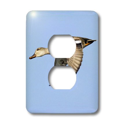 Canard gadwall femelle en vol plaque de prise lsp_45589_6 déco