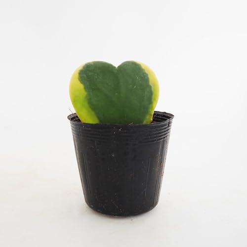 観葉植物 ホヤ 多肉」の人気商品一覧 | 安い商品を通販サイトから探す
