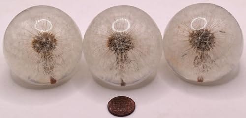 Image of 60mm Real Dandelion inchSnowflake Flower inch in Crystal Clear Lucite Resin Sphere Specimen Paperweight Botanist Herb Herbarium Collection for Botany Science Education Desk Ornament Display Christmas Gift
