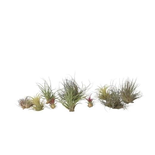 Plant in a Box - Tillandsia mélange de plantes - Set de 10 - Plantes aériennes vraies - Plantes d'ambiance - Plantes d'intérieur - Hauteur 5-15cm