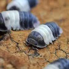 10 Live Panda King Cubaris sp Rare Isopod Bioactive Cleaner Insects woodlice clean up crew pillbugs