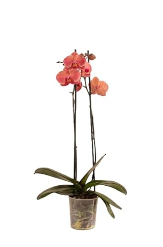 Orquídea Phalaenopsis La Planta Tropical que Adornará tu Hogar