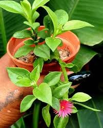 Ice Plant, Aptenia Cordifolia Red Apple, Baby Sun Rose, 1