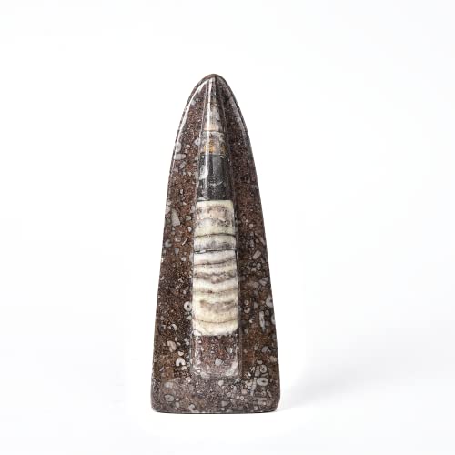 Image of JIC Gem Orthoceras Fossil Frome Morocco(5-6 Inches)
